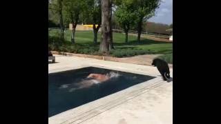 Gianluca Vacchi training in the pool with her pet dog Enjoy [upl. by Ayak]