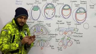 Organogenesis  Neurulation in human embryo  embryonic development  class 12 [upl. by Eenahc]