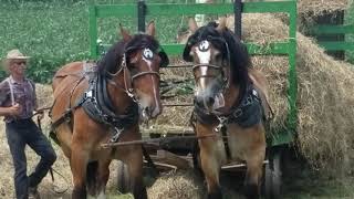 Horse drawn hay rake and hay loader [upl. by Nnelg]