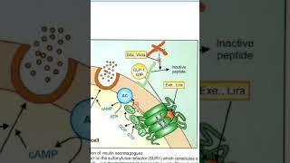 Pharmacology DPP4 inhibitors SitaGliptin Vildagliptin Mechanism of action viva [upl. by Alemac245]