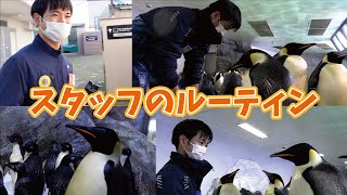 【ルーティン】新人ペンギン飼育スタッフのモーニングルーティン [upl. by Sandon]