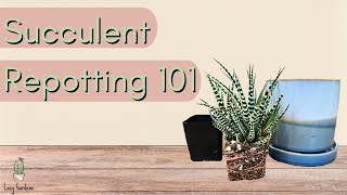 Succulent Repotting 101 A StepbyStep Guide on How to Repot Succulents [upl. by Nitz427]