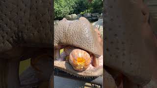 Hungry Hippos Enjoy Pumpkin Treats hippo hippopotamus animals cute cuteanimals [upl. by Zillah]