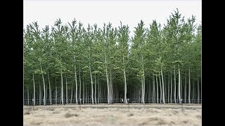 ON THE FARM Eucalyptus Tree Growing Okulima Kalitunsi [upl. by Harlie]