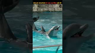 Nellie dolphin जो 61 साल तक जिन्दा रही थीOldest dolphin dies after 61 years🐬dolphin by ProfessorNitin [upl. by Puklich]