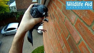 GoPro rescue  Pigeon hanging by the beak [upl. by Frerichs]