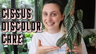 How to Care for CISSUS DISCOLOR 🪴 Rex Begonia Vine Tips amp Tricks [upl. by Materi]