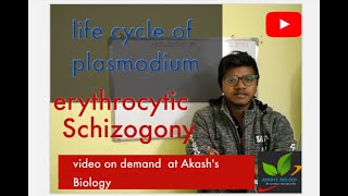 Life cycle of plasmodium Erythrocytic schizogony [upl. by Ansela485]