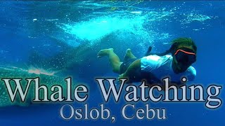 Butanding  Whale Shark Watching Oslob Cebu  Cebu Travels  BTravels23 [upl. by Anemaj]