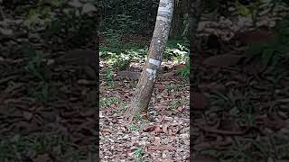 Energetic and Active Monitor Lizard Crawling at the Park shortvideo nature wildlife genusvaranus [upl. by Sinclare111]