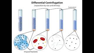 Subcellular Fractionation [upl. by Nhor970]