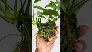 Anubias barteri narrow leafanubiasaquaticplantsaquaticplantedtanplantedaquariumfishtank [upl. by Ecad]