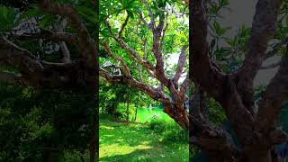 Calophyllum inophyllum shortsshortvideoyoutubeshortsviralsubscribereelsnature [upl. by Sucy]