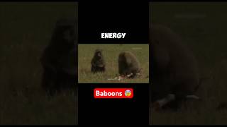 This Baboon Eats A Baby Deer Alive  Law Of The Jungle 😰 [upl. by Jaynes]