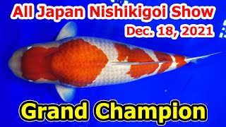 【Grand Champion Koi】All Japan Nishikigoi Show 2021 [upl. by Neerual]