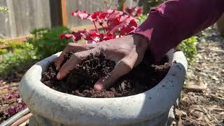 Planting heuchera in containers [upl. by Allemrac]