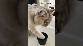 A satisfying drink😸 kitty catvideo catlover drinkingwater [upl. by Ehrman681]