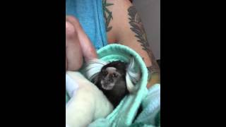 Pet marmoset monkey loves cuddle time [upl. by Burra416]