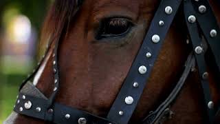 Emerald Runar  Firehorse Rider Official Music Video [upl. by Acemat]