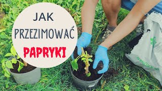 Jak Przezimować Paprykę I Przyspieszyć Zbiory W Przyszłym Roku [upl. by Nama997]