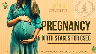 Stages of Pregnancy and Natural Birth Process [upl. by Netsirhk476]