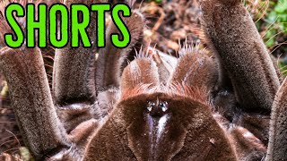 Theraphosa stirmi Goliath Birdeater Feeding shorts [upl. by Dnomasor]