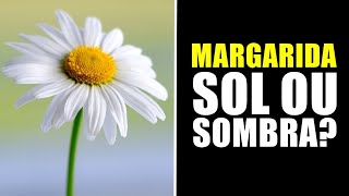 MARGARIDA GOSTA DE SOL OU SOMBRA [upl. by Fayth]