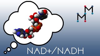 NADNADH Mechanism amp Coenzyme Chemistry [upl. by Atoel337]