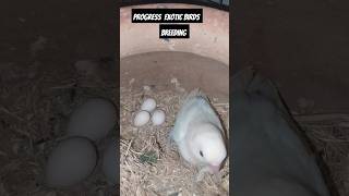 Bird breeding progress 🐣🦜👌 parrotbreeding akbirdsaviary petsvlog birds exoticpets exoticbirds [upl. by Intruok]