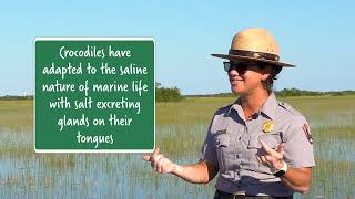 What’s the difference between a crocodile and an alligator Everglades National Park [upl. by Jozef602]