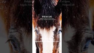 Rescue FREE ebook for saving rescuing horses from slaughter [upl. by Romito]