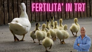 Mantenere la fertilità durante luso di testosterone in TRT Fertility in TRT [upl. by Luke]