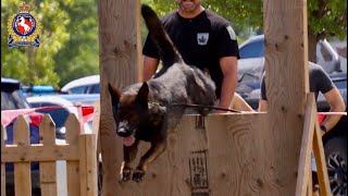 ChathamKent Police K9 Unit  Agility Test  2024 [upl. by Neelyam]