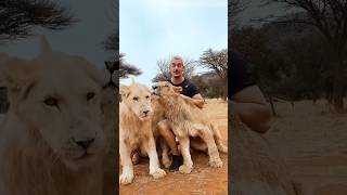 Lion Hearted Man🦁 shorts shortsvideo facts lions animals viralvideo viralvideos animefacts [upl. by Enyawd573]