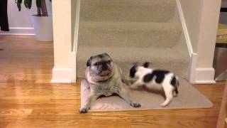 Baby Frenchie desparately wants to play with senior pug [upl. by Jessica]