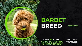 Discover the Enchanting Barbet Dog Breed French Water Dogs [upl. by Alistair871]