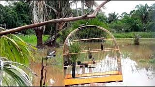 Pardinho Brabo Da MoléstiaSegurou o Torneiro preto [upl. by Drandell]