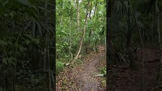 A walk through the Jungle  Belize 2024 [upl. by Miah]