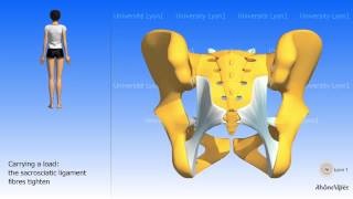 Arthrology of the pelvis the sacroiliac joint [upl. by Aifos]