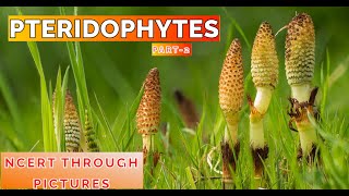 Plant kingdom 07 PTERIDOPHYTES Class11 CBSE NCERT NEET NCERT through pictures Part 2 [upl. by Gleason]