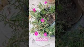 Portulaca Grandiflora flowers 🌺  indoor plants  houseplants  nature trending shorts ytshorts [upl. by Clyve]