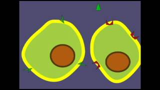 ENDOCRINE SYSTEM HORMONES AND TARGET CELLS [upl. by Feliza615]