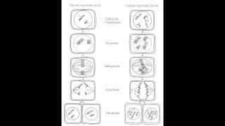 SVT  méiose et fécondation  TS chap 2 [upl. by Truitt]