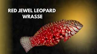 RED JEWEL LEOPARD WRASSE  Na Prática [upl. by Kahle]