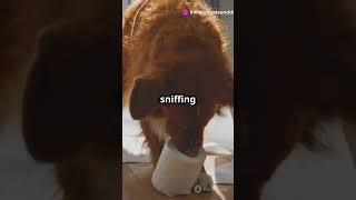 5 Fun Games to Play with Your Dog at Home dogshorts dogs antistress stress animals shorts [upl. by Ahsienaj24]