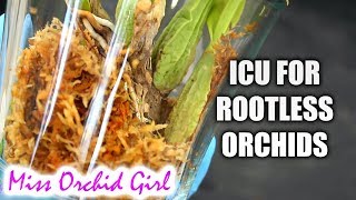 My ICU setup for rootless Orchids  How I promote root growth no humidifier needed [upl. by Hardwick]