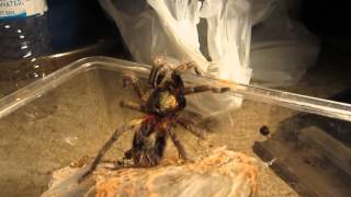 Mini Tarantula Vid 7 [upl. by Secrest646]