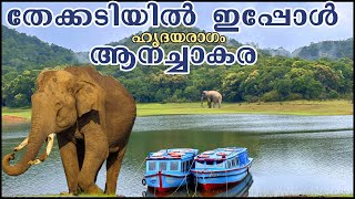 തേക്കടിയിൽ ഇപ്പോൾ ആനച്ചാകര 🐘 Thekkady Boating [upl. by Jakoba]