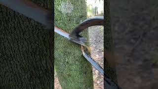 Rubber plant🌳 rubberfarming satisfying woodworking rubberwood rubber rubbertapping saprubber [upl. by Ailema]