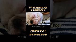 法斗吃生肉後性格突變，主人懷疑是返祖，訓犬師聽完卻笑了shorts [upl. by Crissie111]